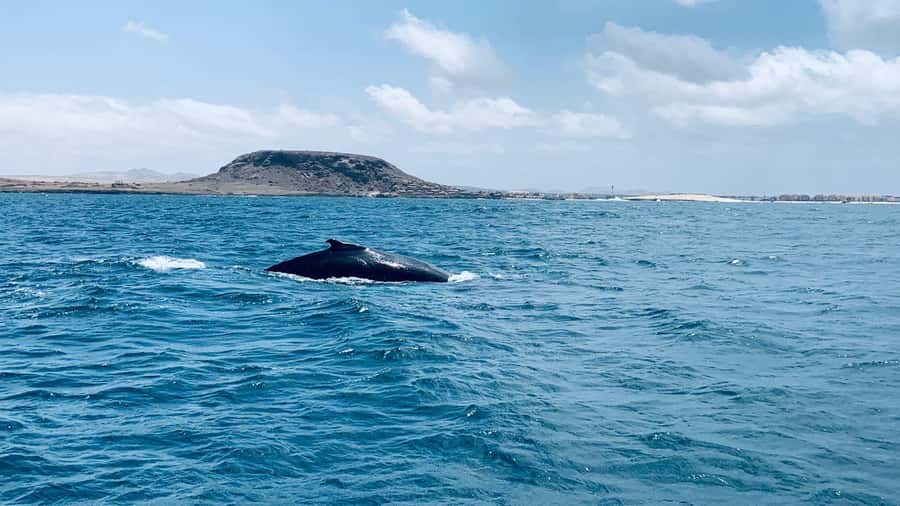 Whale watching tour SEASONAL - Boa Vista Whale Watching in Peak Breeding Weeks