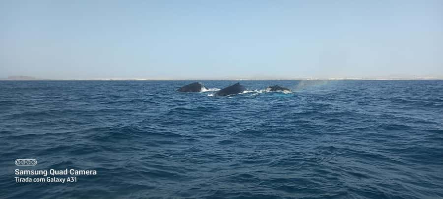 Whale watching tour SEASONAL - The On-Water Etiquette: How the Tour Protects the Whales