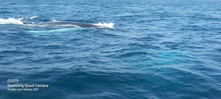 Whale watching tour SEASONAL - What to Bring: Your Simple Sea-Day Checklist